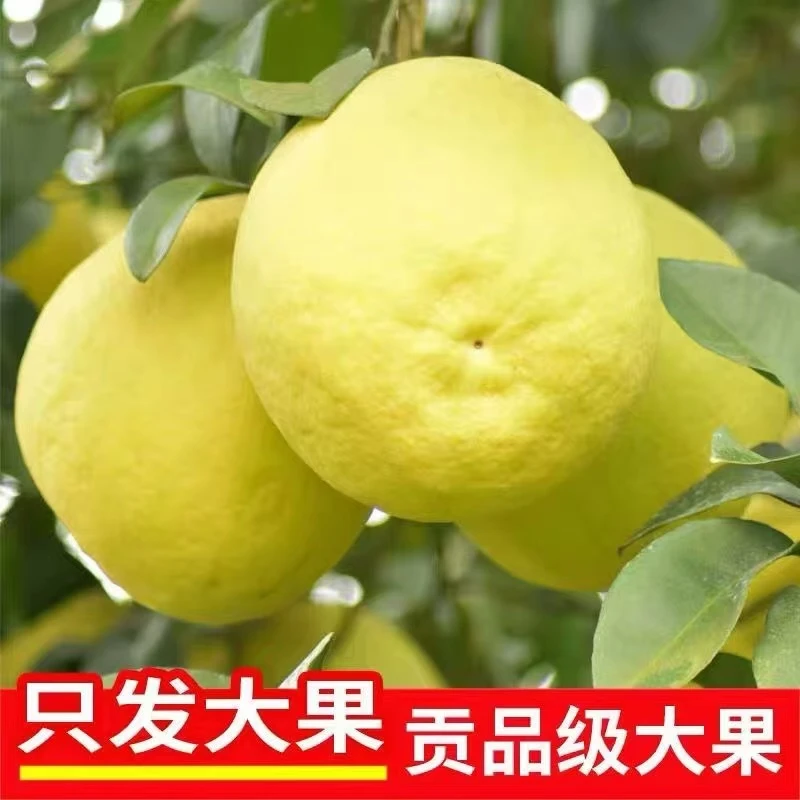 【沙田柚】正宗湖南江永香柚头茬新鲜现摘孕妇水果纯甜白柚子