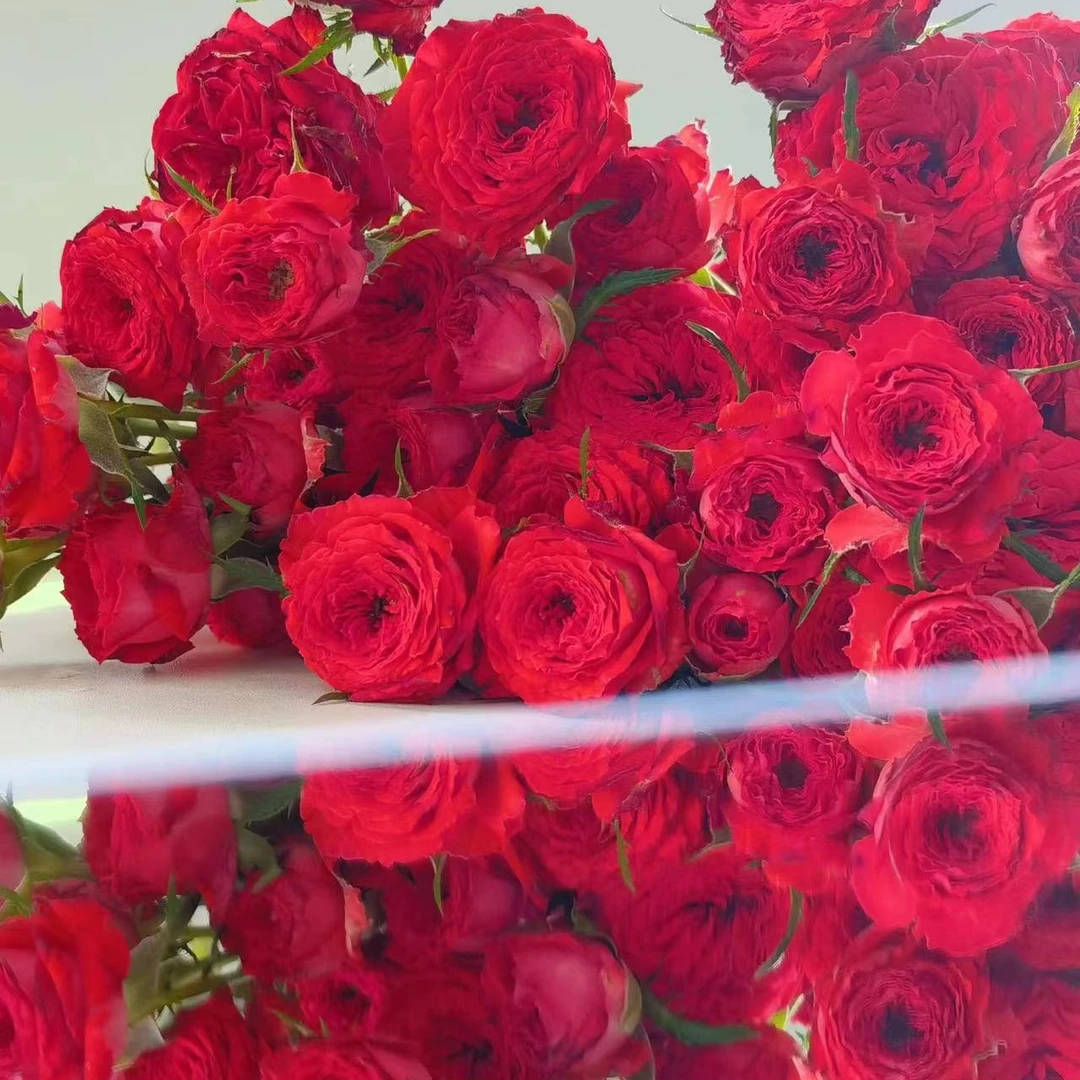 【甜蜜爱人】多头泡泡玫瑰 云南基地直发