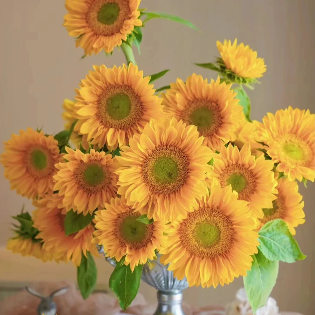 【绿心向日葵】云南鲜花基地直发