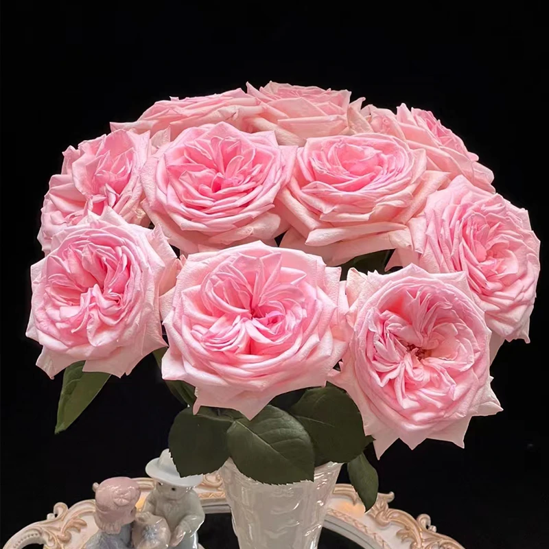 20枝【粉荔枝】单头玫瑰 室内水养花  云南昆明基地直发