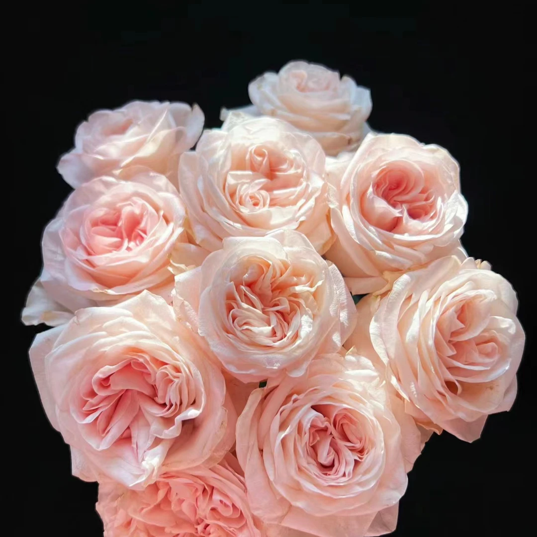 20枝【女娲玫瑰】奥斯丁浪漫粉云南鲜花基地直发鲜切花