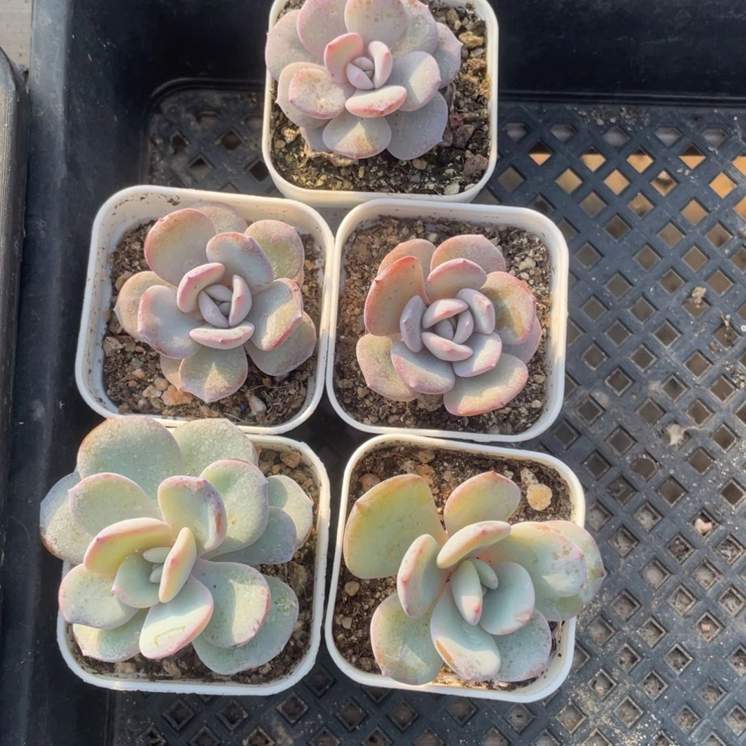 奶茶单头一颗冠幅4厘米20包邮新疆西藏不发