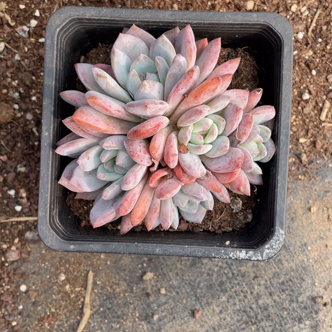 ?*单单单专拍橙梦露5头群一颗