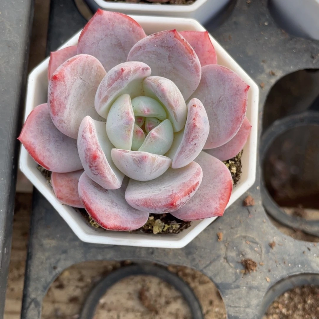 橙梦露单头一颗冠幅5-6厘米20包邮新疆西藏不发