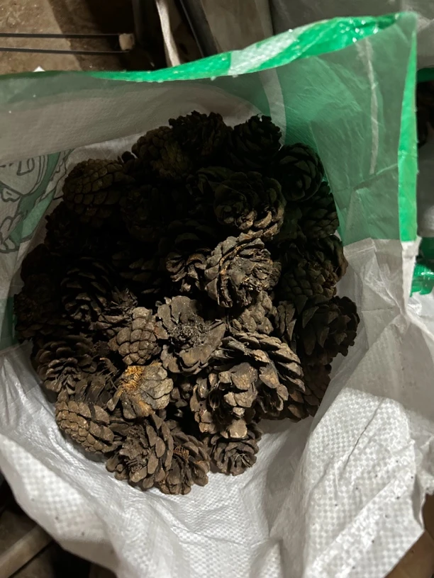 6斤多一大袋子天然腐熟的晒干松塔