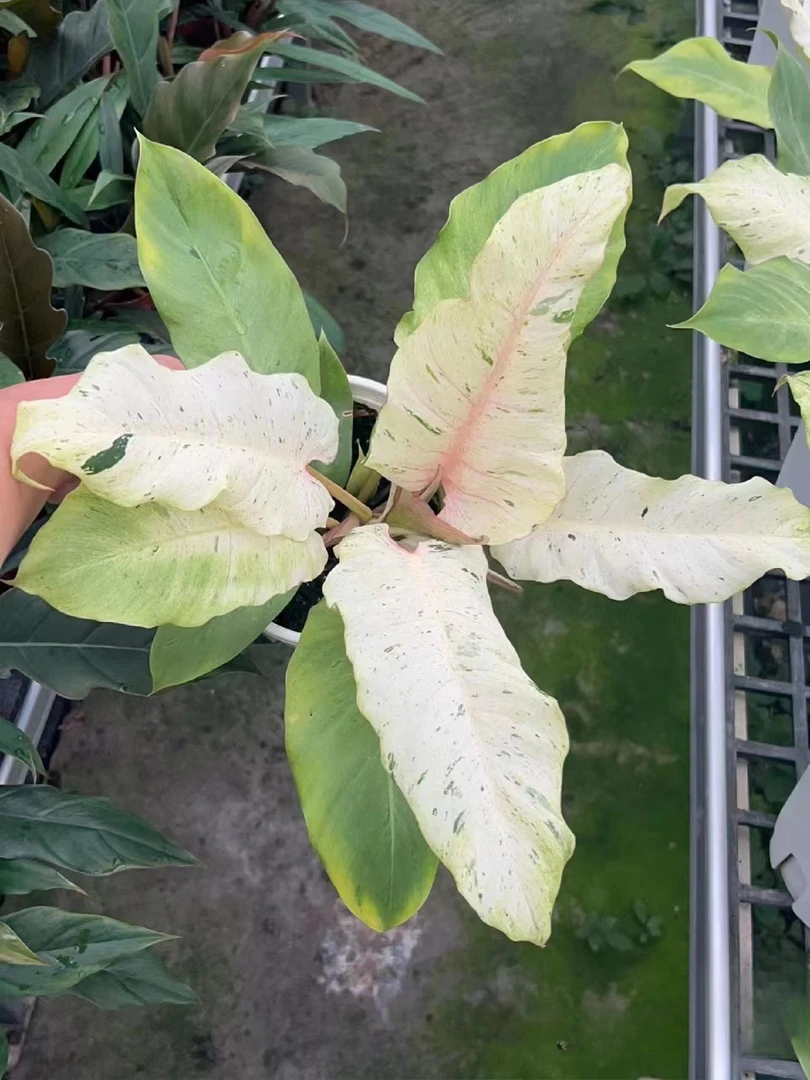 雪堆蔓绿绒 ins风网红进口绿植盆栽室内阳台观叶植物