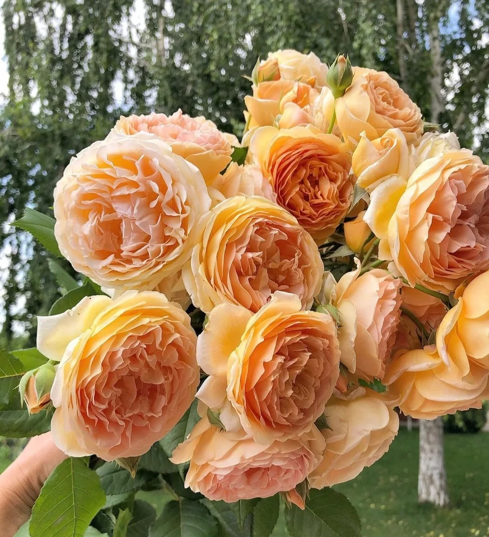 瑪格麗王妃 1.5米  爬藤蔷薇月季大花浓香庭院阳台种植四季开花