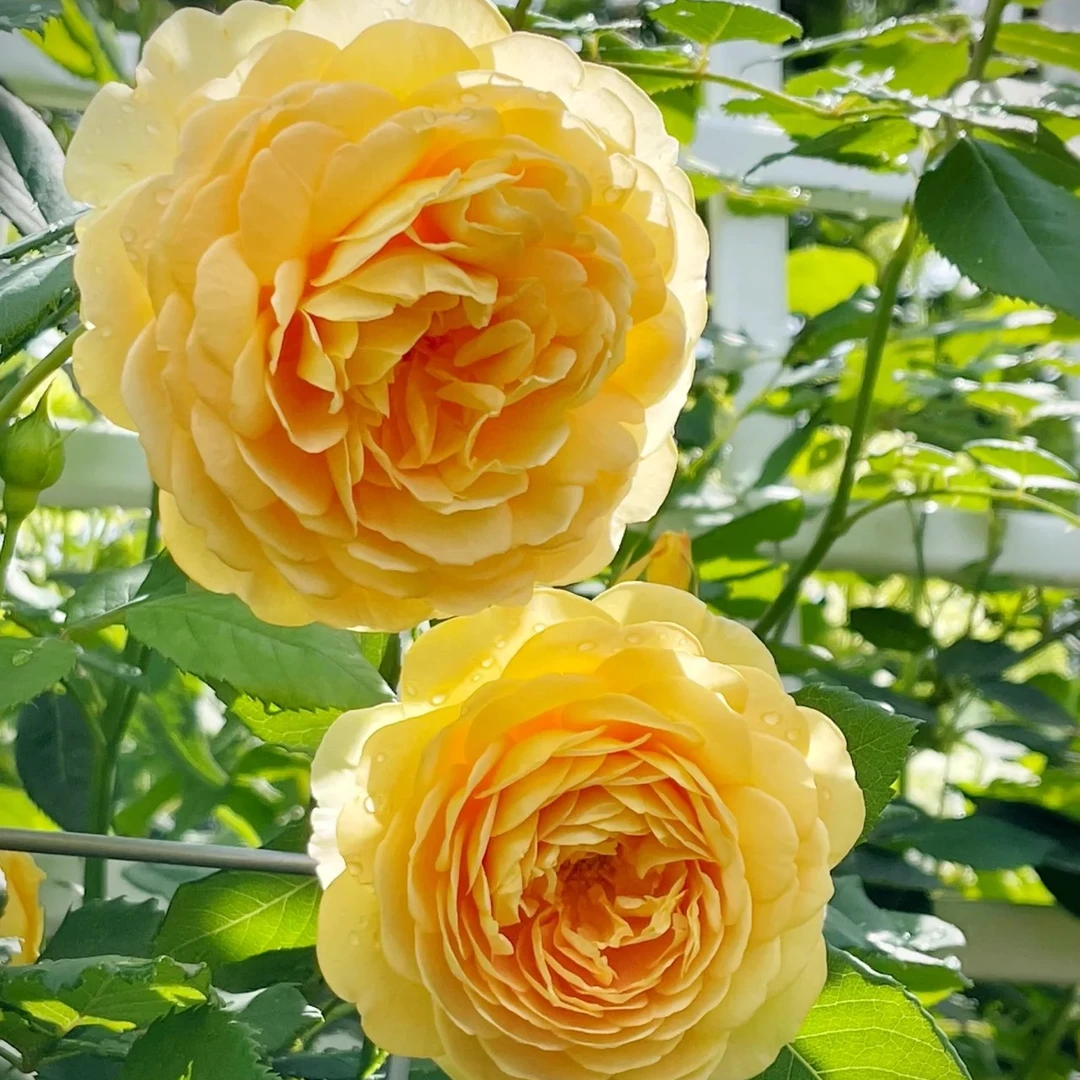黄金庆典     爬藤月季花1.2-1.5米 庭院 阳台 四季开花