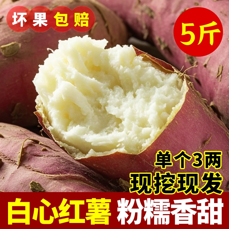 白心红薯【坏果包赔】农家自种大果白心红薯先挖新鲜当季