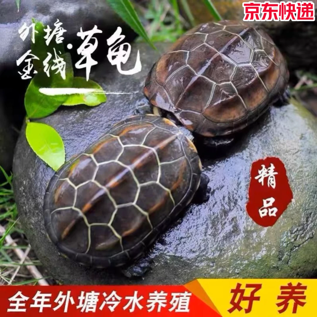 【萌宠好物】3-4厘米外塘中华草龟金线草龟包活15天送龟粮