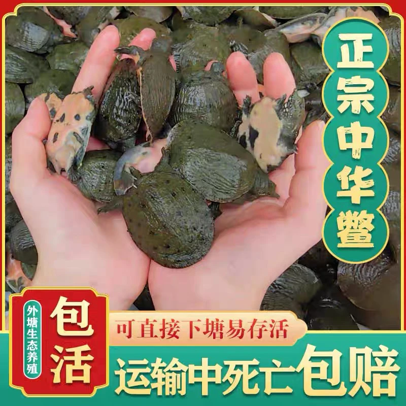 江西南丰外塘冷水甲鱼苗养殖场鲜活活体水产团鱼水鱼鳖孵化孵化