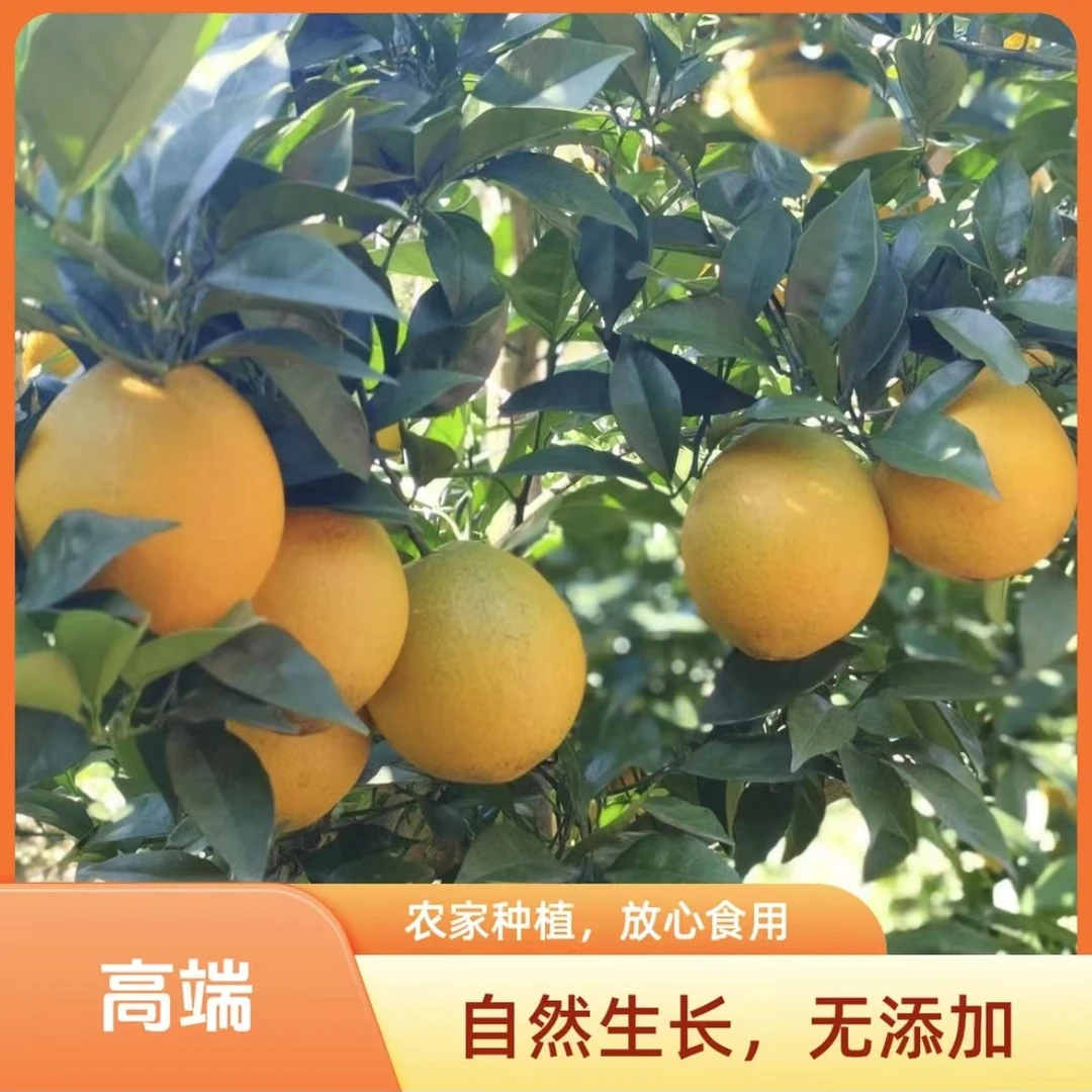 【赣南脐橙】正宗江西赣南脐橙江西橙子产地直发新鲜现摘现发
