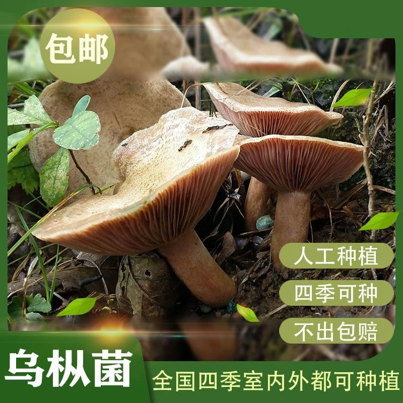 野生乌枞菌 菌包菌种家种速产松树菌青碟菌 黄碟菌松毛菌松枞菌种