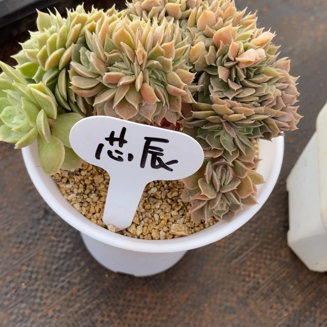 芯****发货，姐姐吧你们说这个好