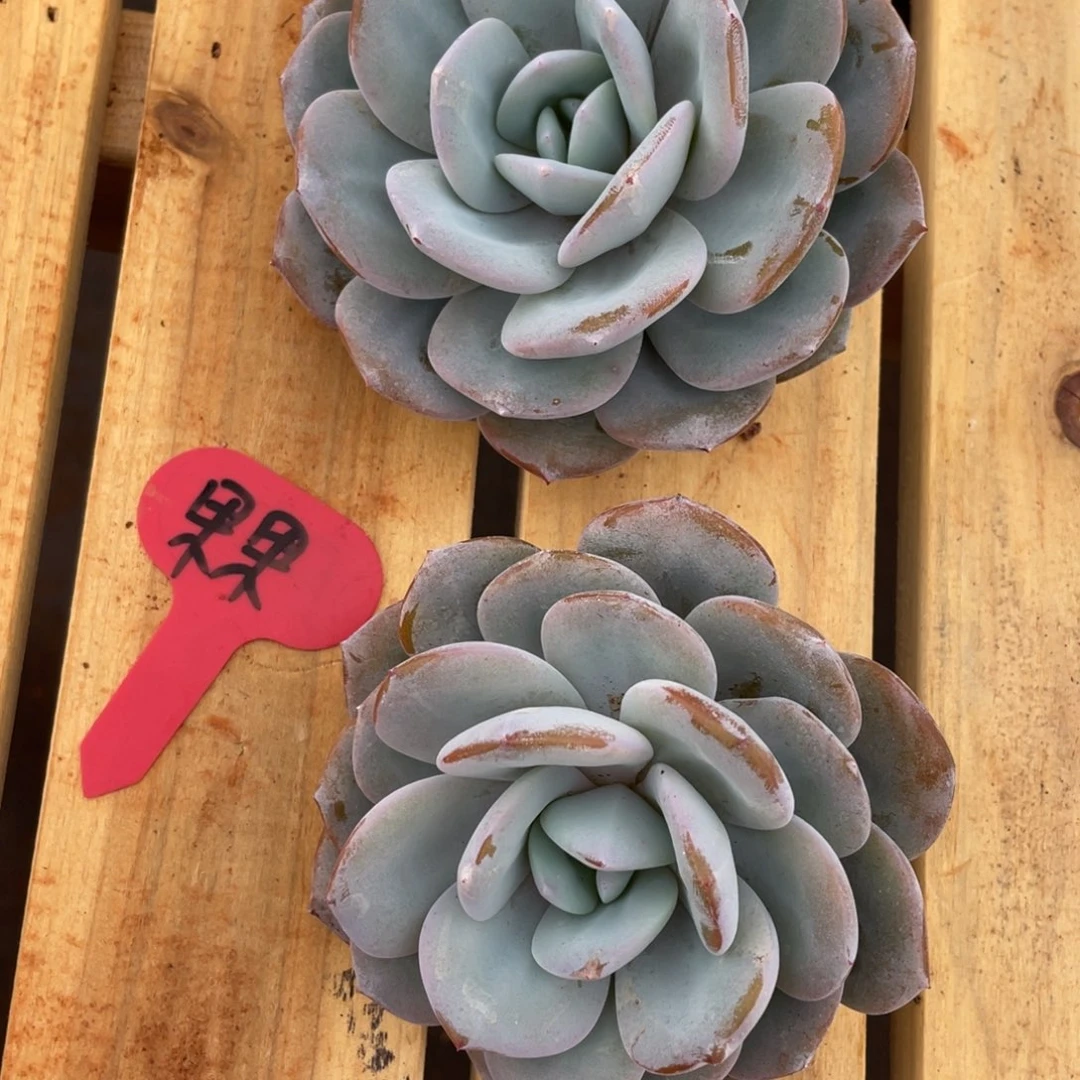 果*发货，姐你的脸怎么这么漂亮姐姐