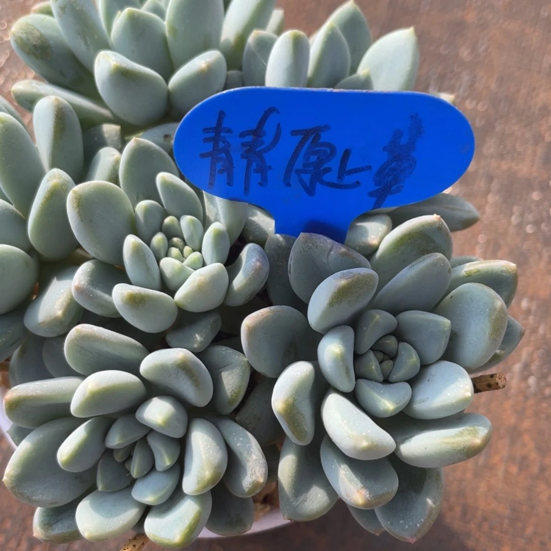 青***草寄养，奶糖一颗多肉植物
