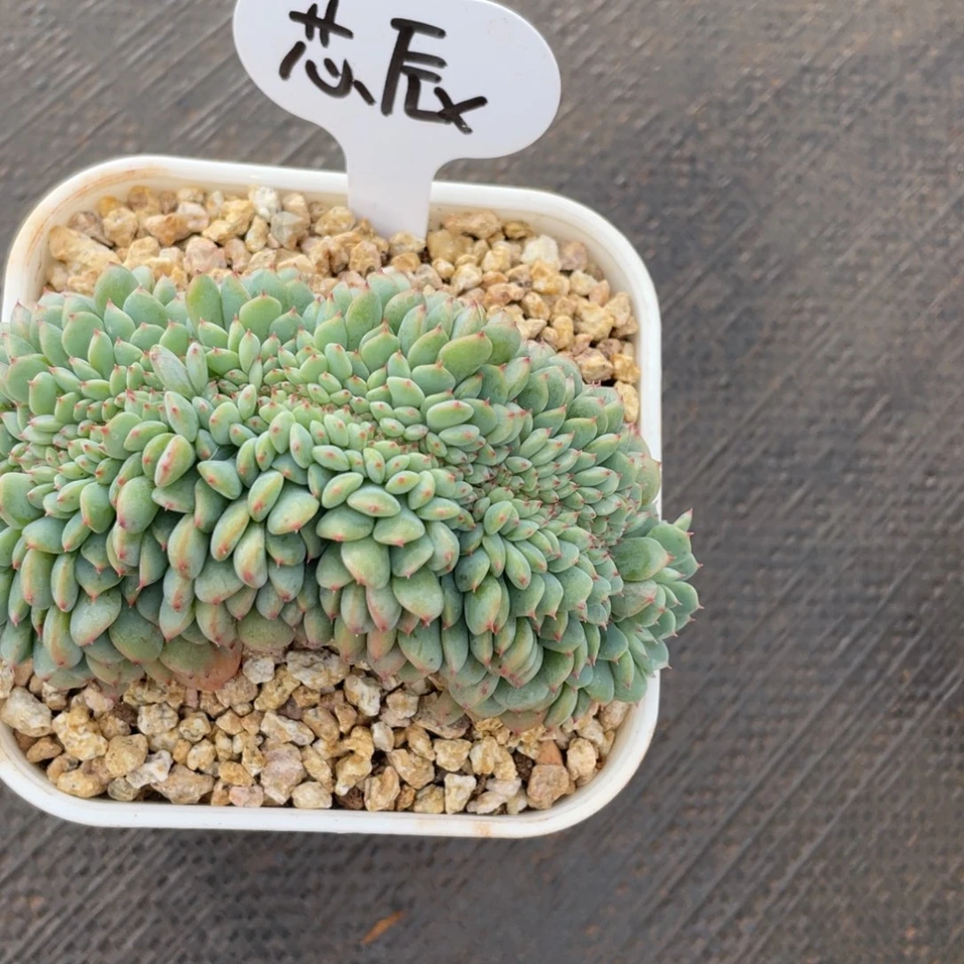芯****发货，姐姐真的要不就是