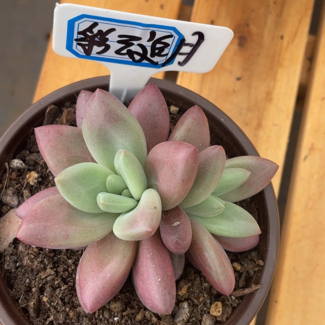 彩**月姐姐把我们给他打到