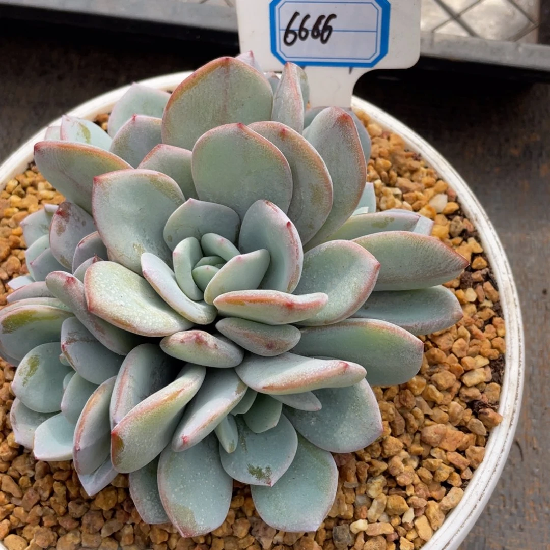 明*°多肉植物奶茶