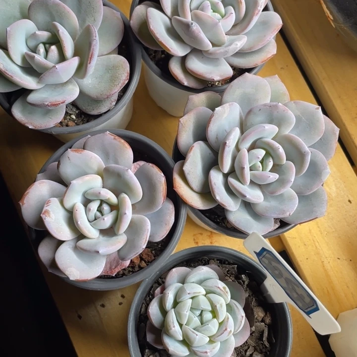 姐姐，姐你的脸怎么这么漂亮姐姐