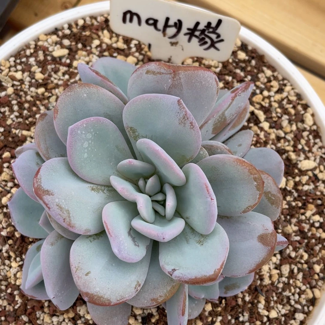 m***檬发货，姐你的脸怎么这么漂亮姐姐