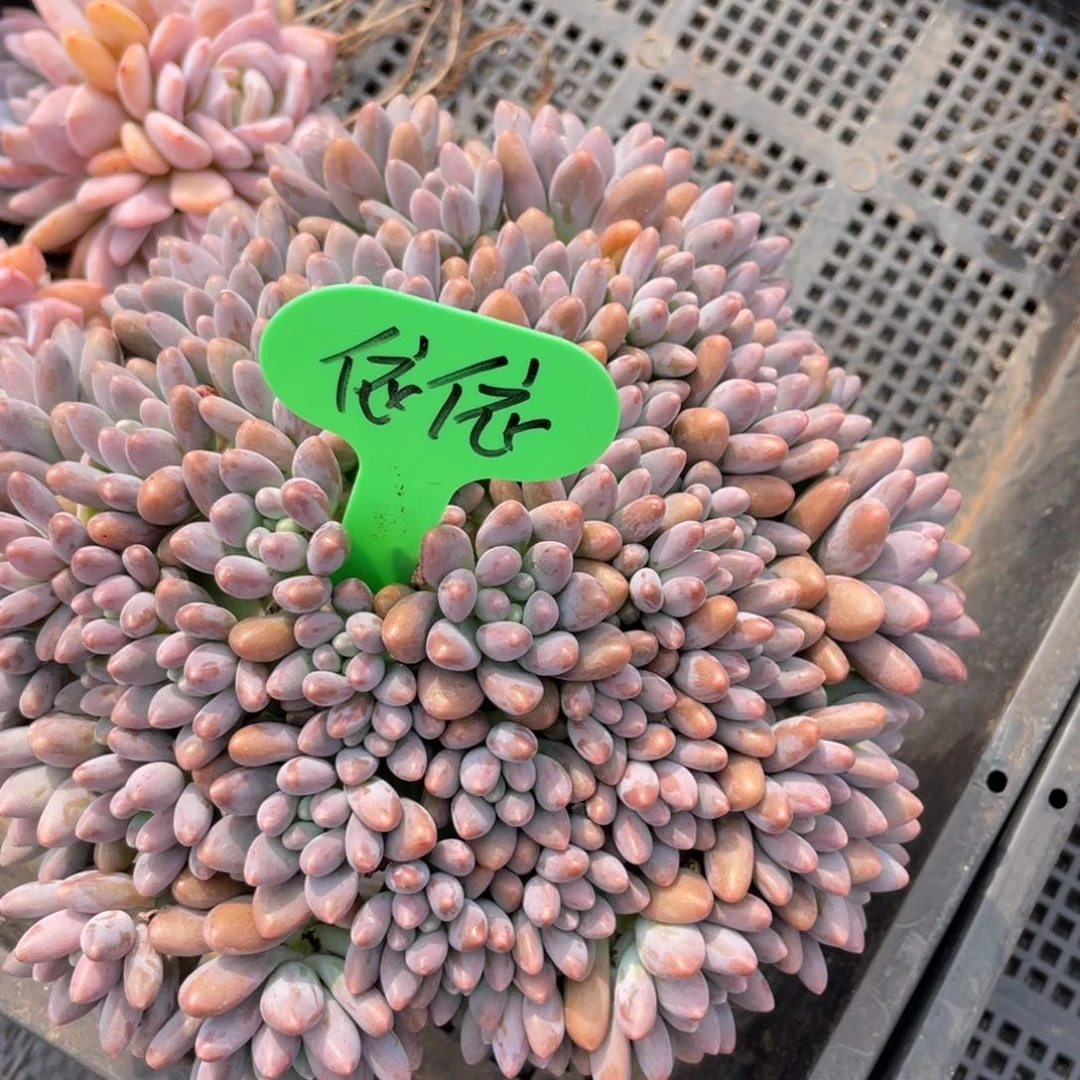 依*发货，姐姐我在挑战我行走