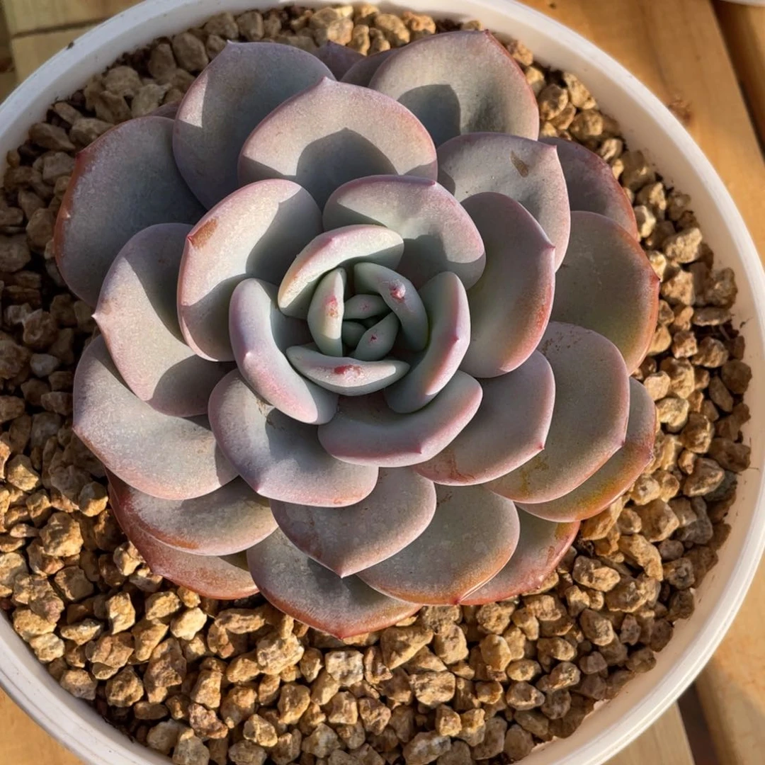 发货，姐你的脸怎么这么漂亮姐姐