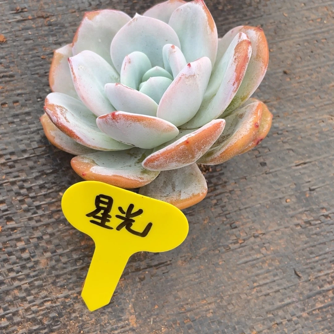 ⑤**光发货，姐姐说她真的有