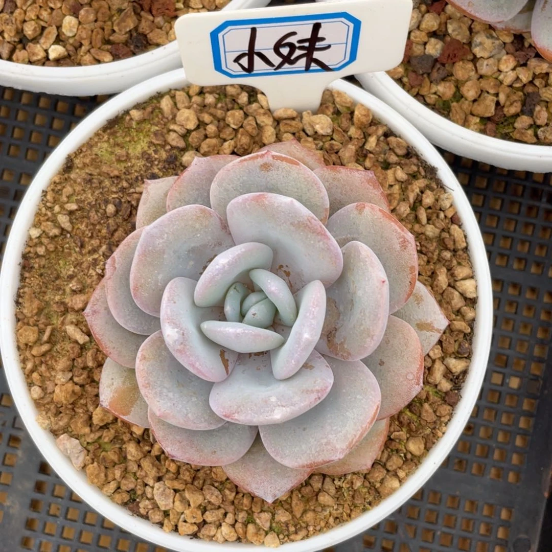 ?**?发货，姐你的手在抖