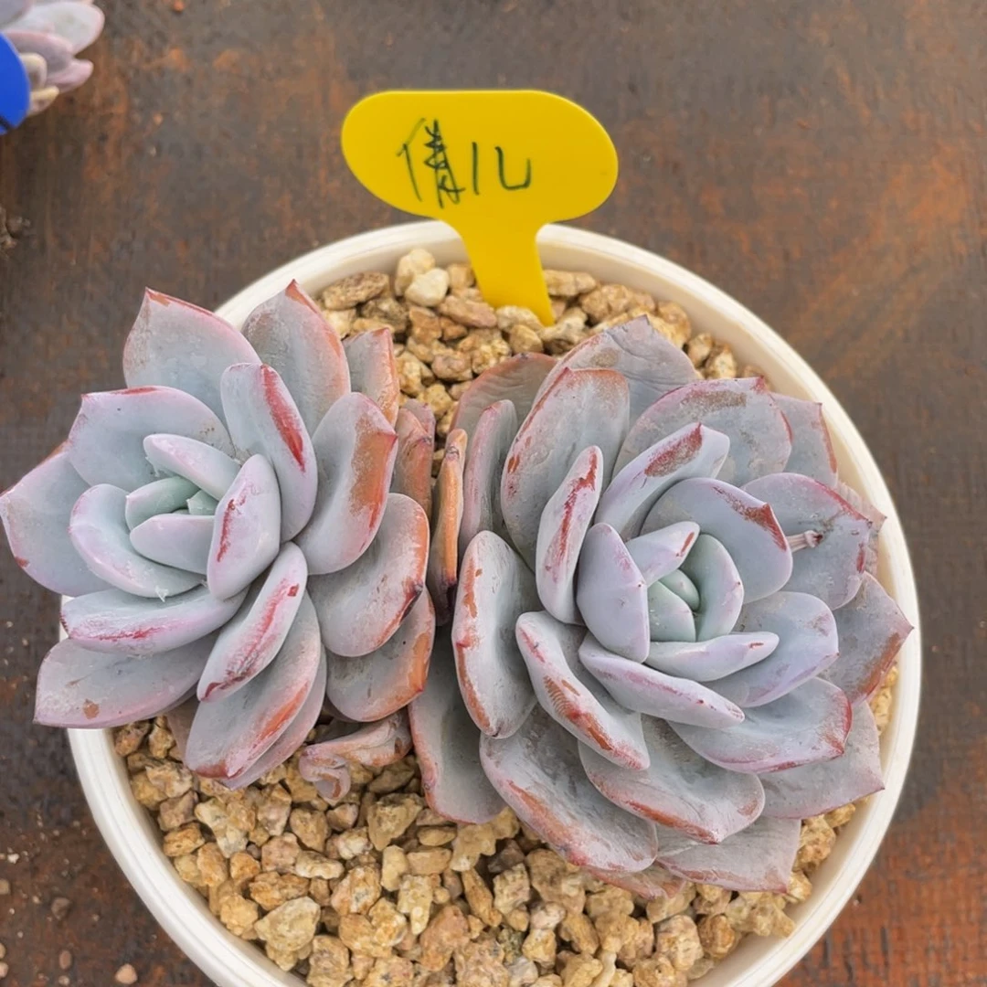 倩*发货姐姐今天上午和朋友说