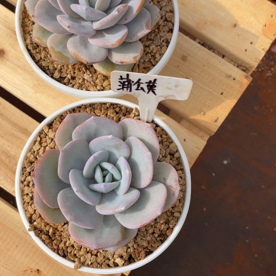?****定发货，姐姐真的要不就是