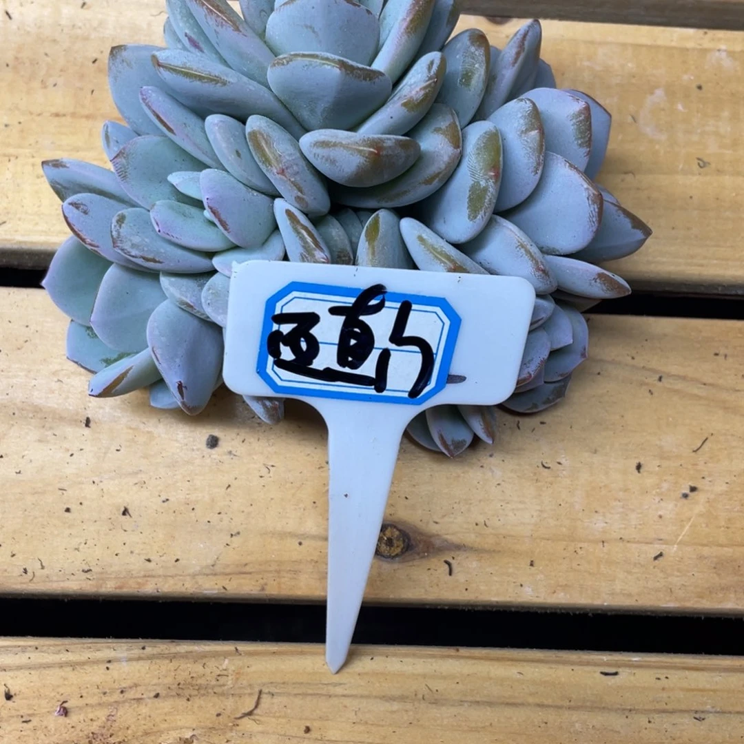 西****?姐姐，姐你的脸怎么这么漂亮