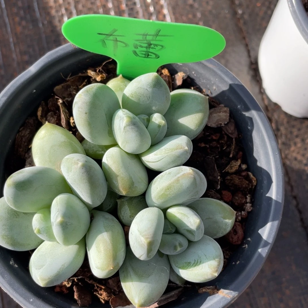 布*发货，姐姐真的要笑成
