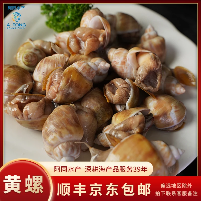 【阿同海鲜】天然黄螺本地黄螺 新鲜螺类