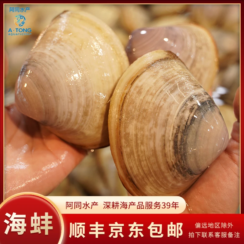【阿同海鲜】新鲜海蚌漳港蚌贵妃蚌 鲜活水产500g