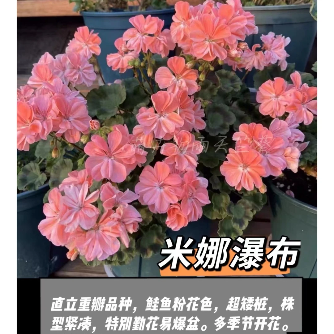 天竺葵直立重瓣天竺葵【米娜瀑布】阳台花卉四季开花