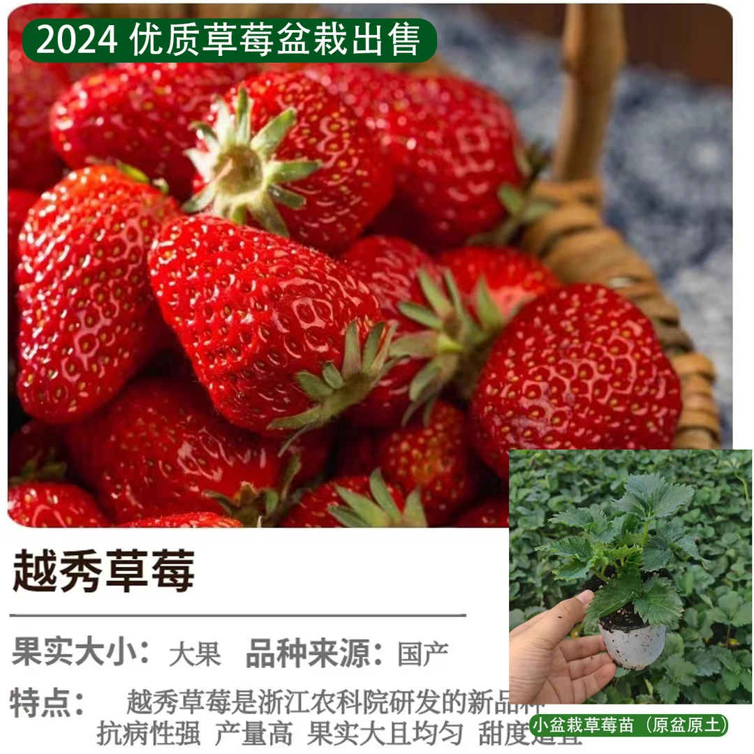 2024越秀草莓苗小盆栽原盆原土四季草莓秧苗食用草莓秋季新苗上市