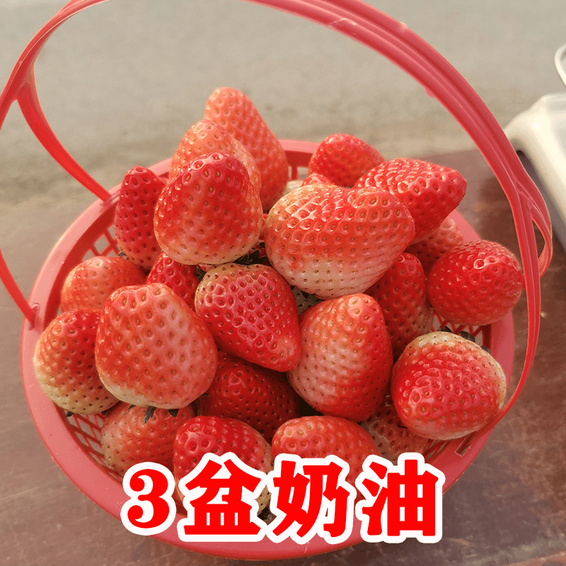 奶油草莓盆栽红草莓3盆带盆带土阳台庭院地栽盆栽四季种植奶香味