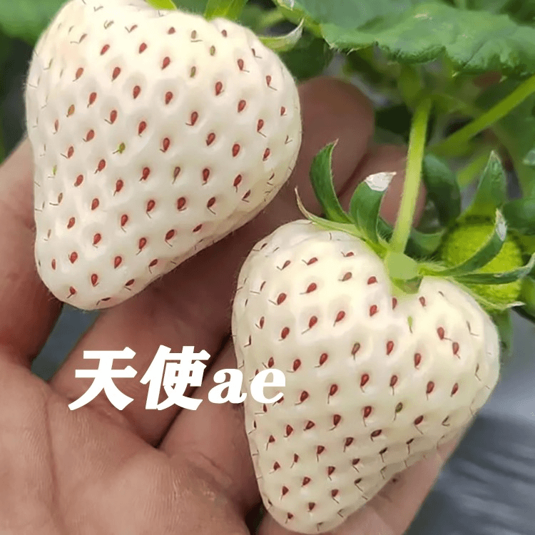 3盆天使ae白草莓苗带盆带土四季种植 草莓秧苗阳台庭院地栽盆栽苗