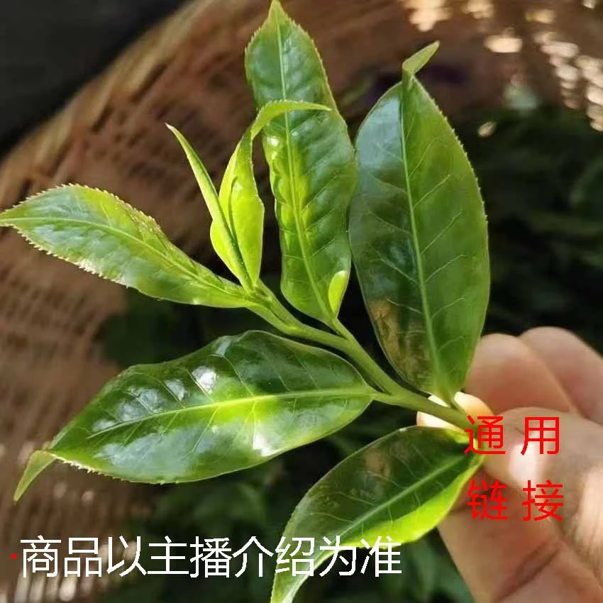 【大文茶叶】生茶饼福利通用链接（25号）