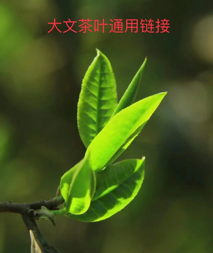 【大文茶叶】福利通用链接冰岛坝歪生茶龙珠（10号）