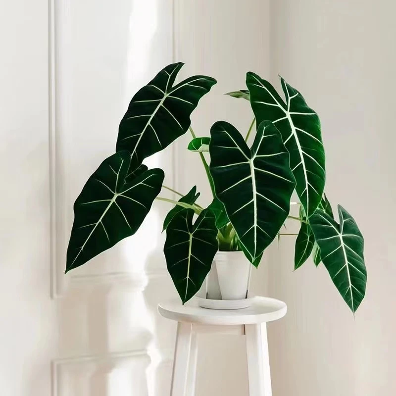 绿天鹅海芋天鹅绒叶稀有室内阳台庭院植物高颜值热植盆栽原土原盆
