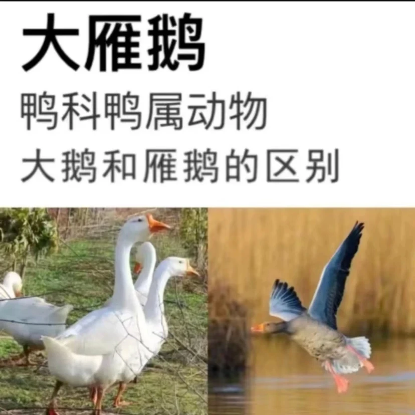 【买一送一】农家散养2只12斤大雁鹅带掌翅带内脏大雁鹅杀完重8-9斤