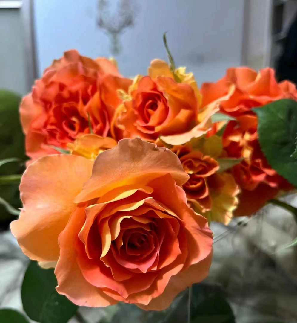 铜管乐队多季丰花花园阳台庭院盆栽玫瑰花 开花月季花苗