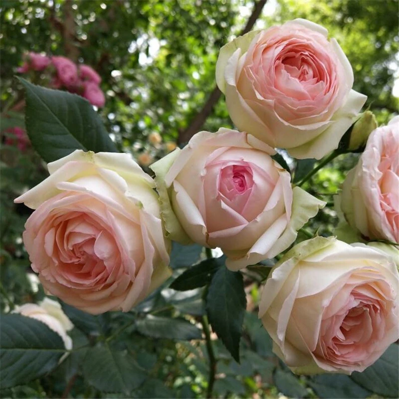 【月季蒙娜丽莎】灌木月季包子耐热勤花直立抗病阳台浓香花期季节