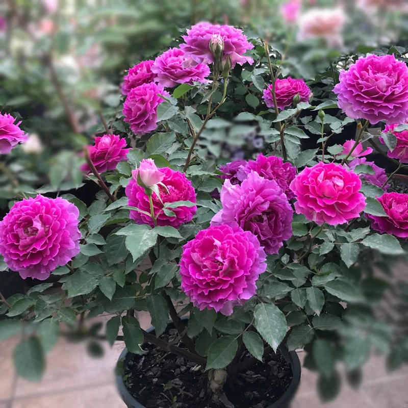 【天方夜谭】 多季勤花植物 阳台灌木浓香玫瑰花卉 丰花植物