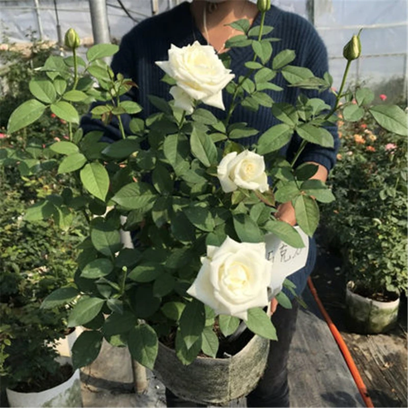 【白巧】月季玫瑰特大花苗切花盆栽四季灌木庭院阳台植物