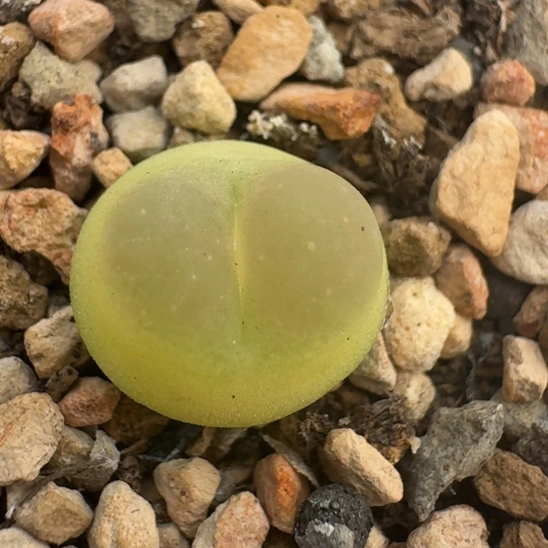 粉啾啾一颗拉登尺寸1.1