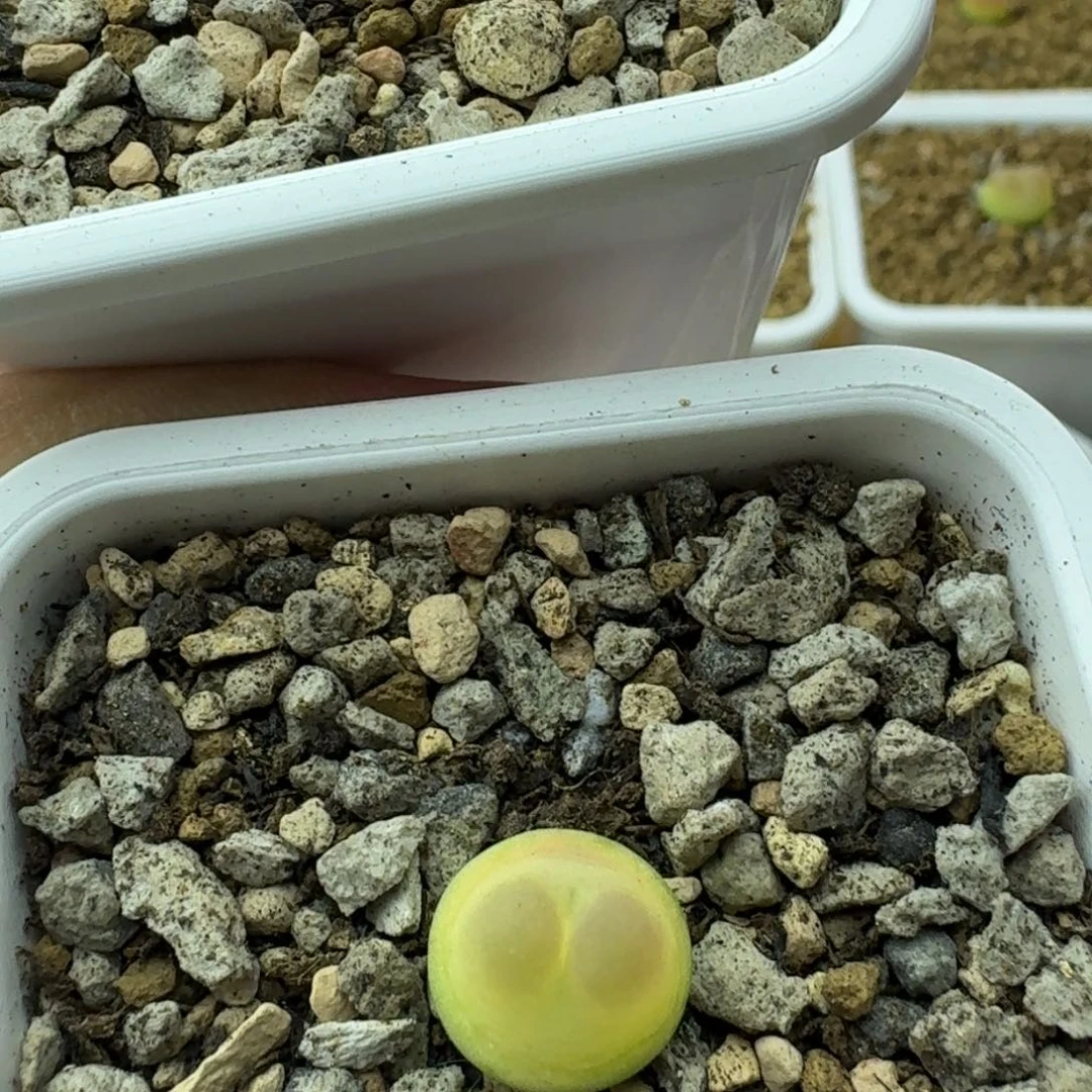 佳*拉登两颗走你哈哈