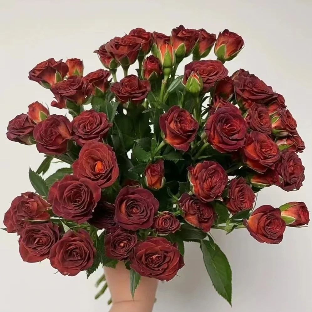 【巧克力泡泡】多头玫瑰巧克力泡泡1把  （少量掉苞，介意勿拍）